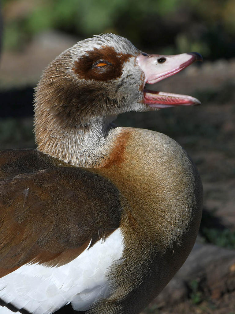 Goose6.jpg