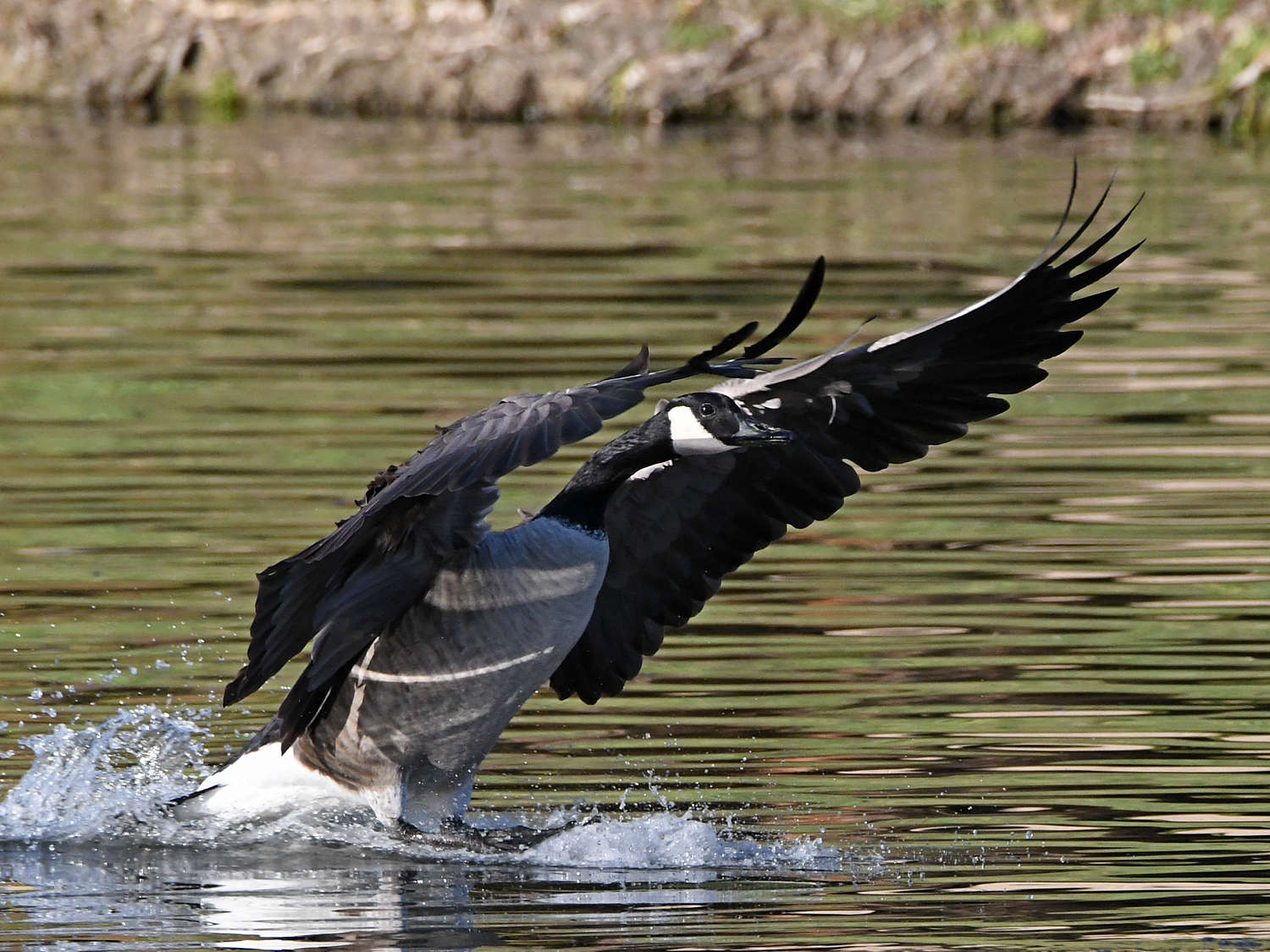 Goose6.jpg
