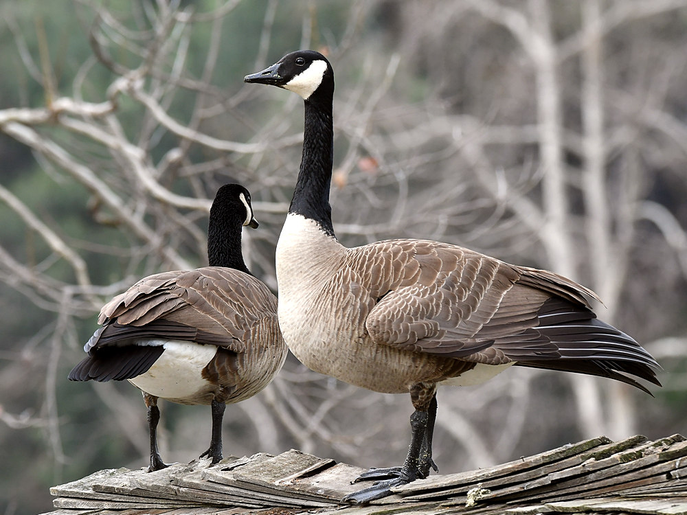 Goose7.jpg