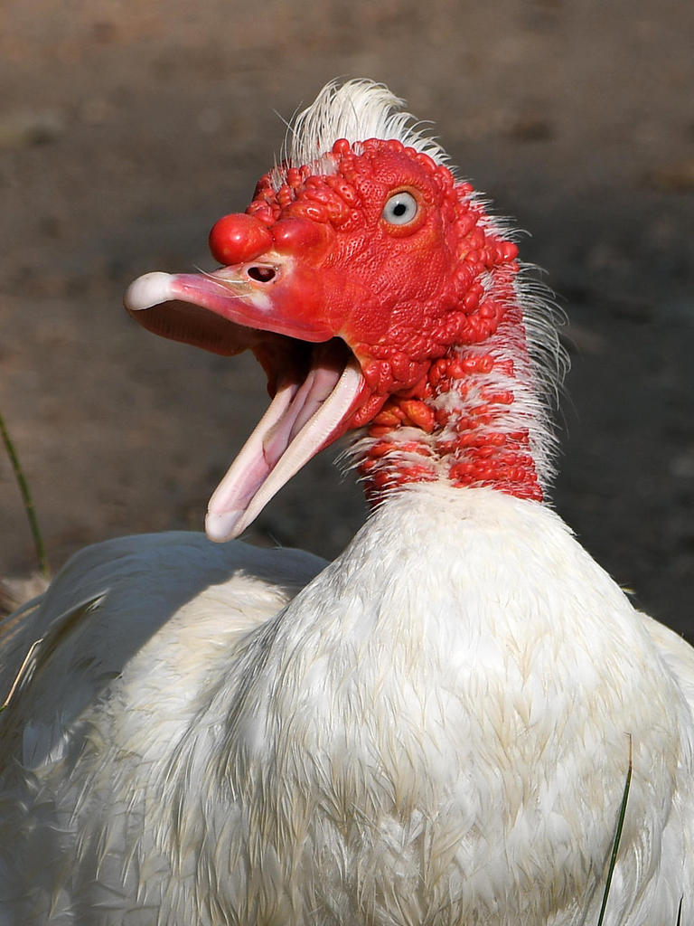 Goose7.jpg