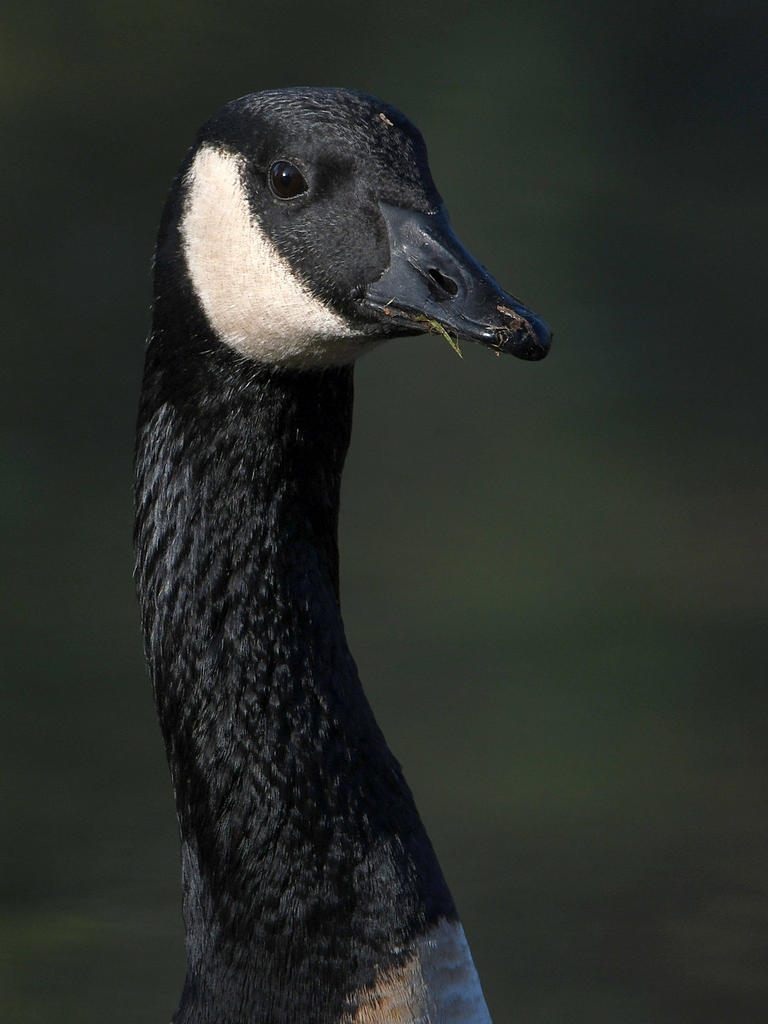 Goose7.jpg