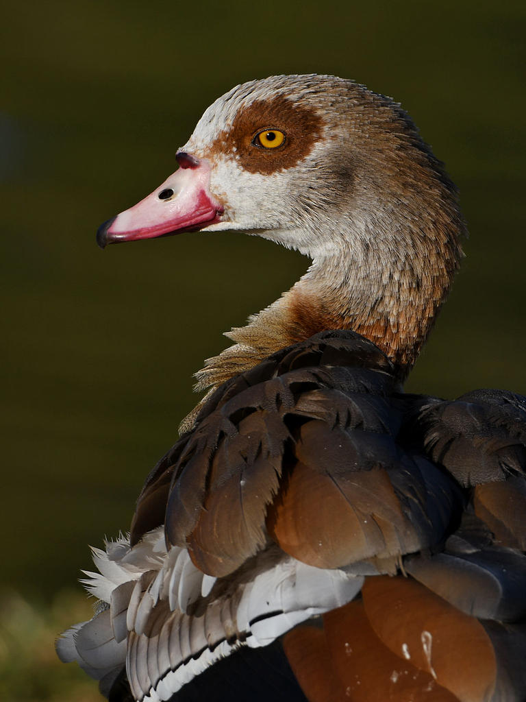 Goose7.jpg
