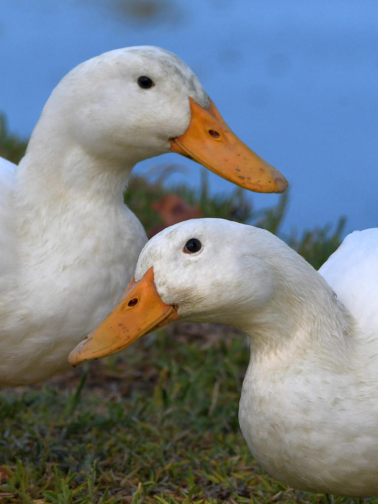 Goose7.jpg
