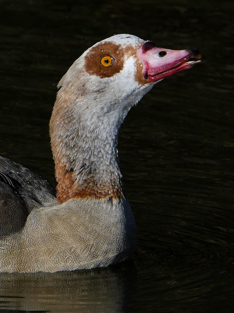 Goose8.jpg