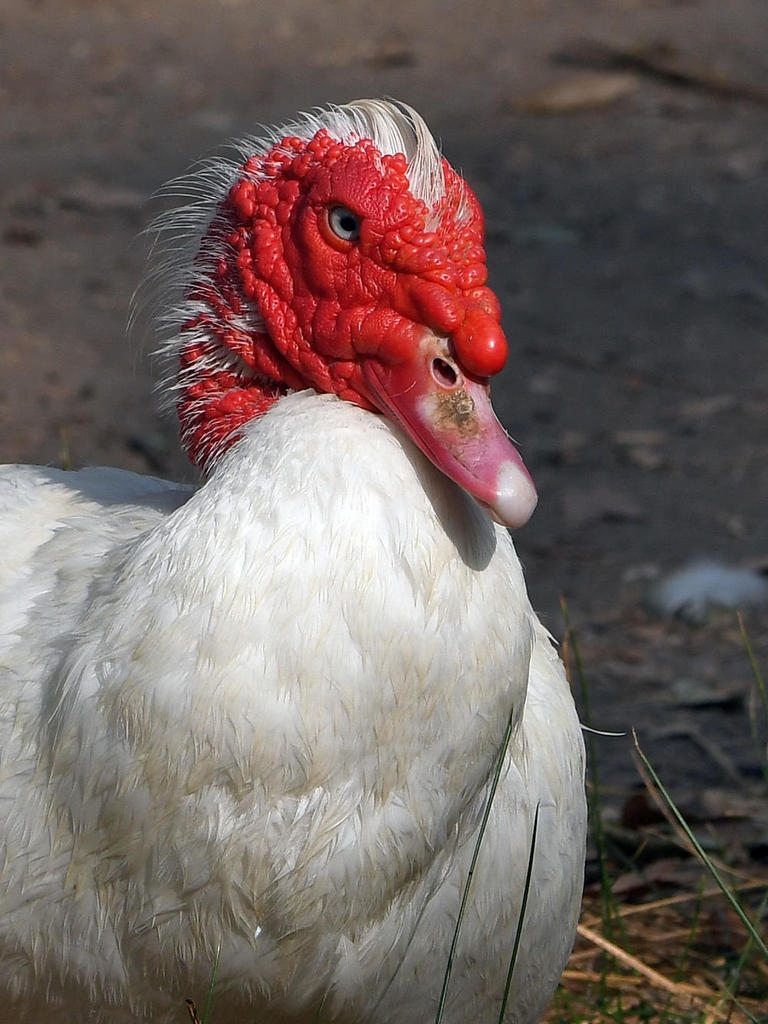 Goose8.jpg