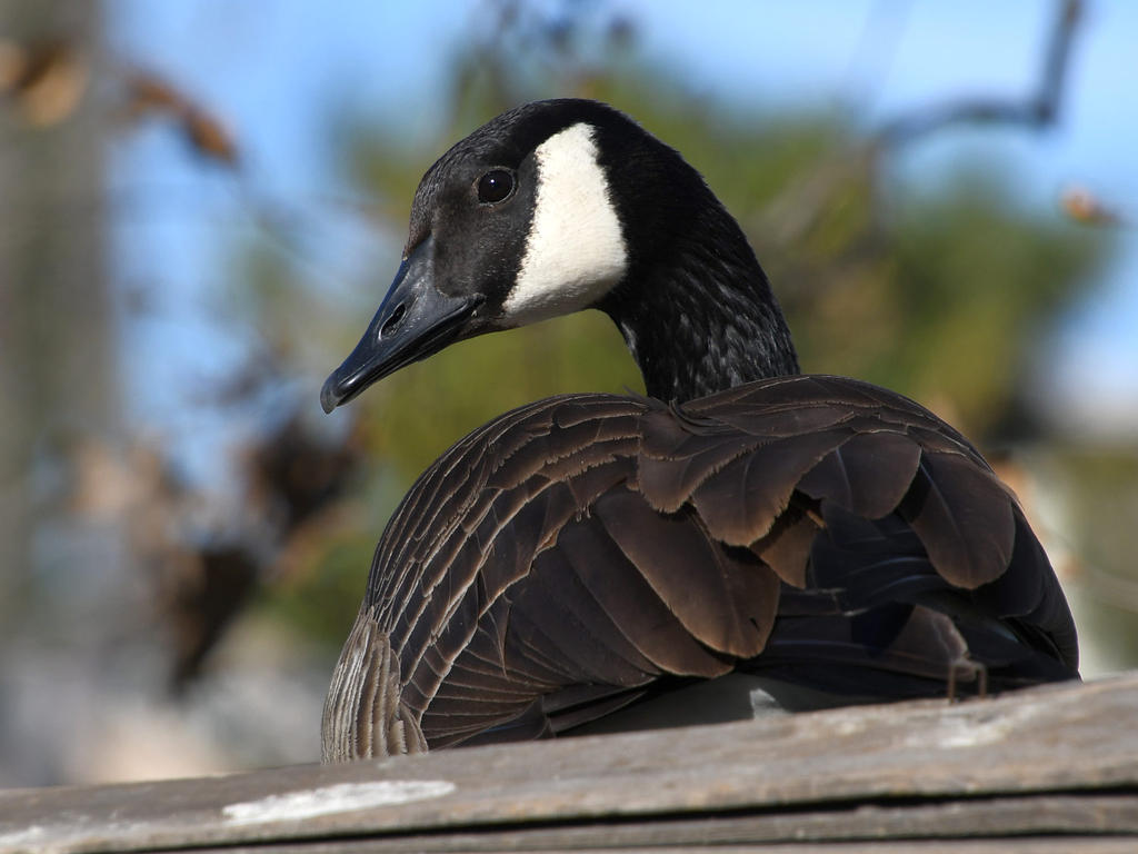 Goose8.jpg