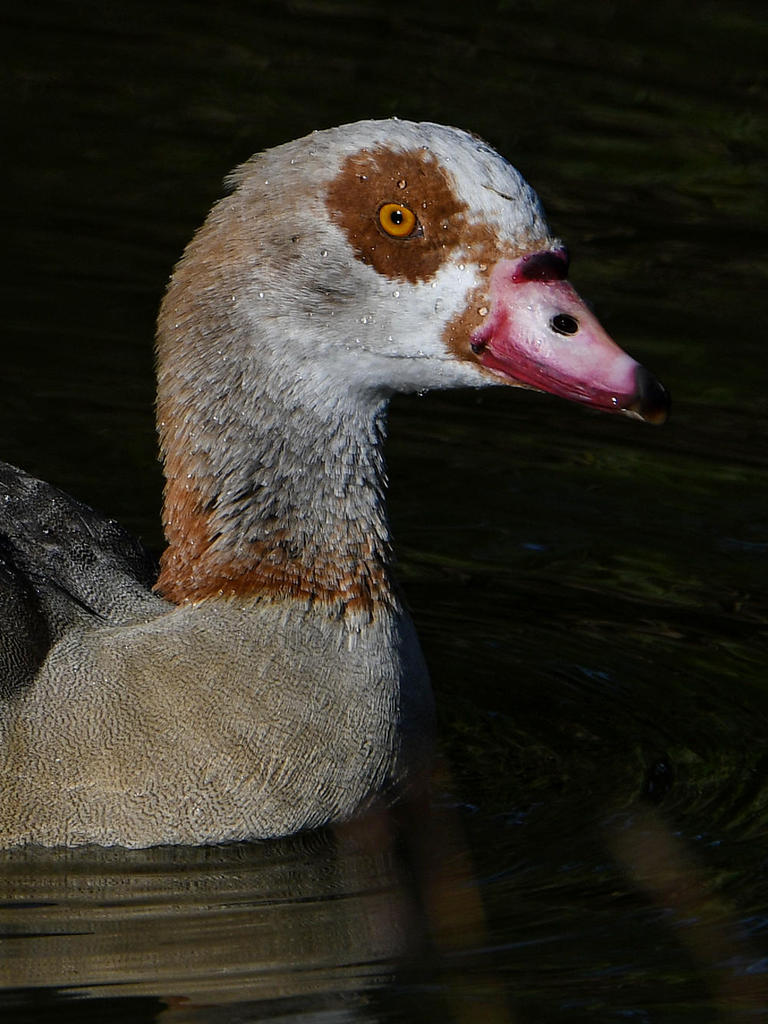 Goose9.jpg