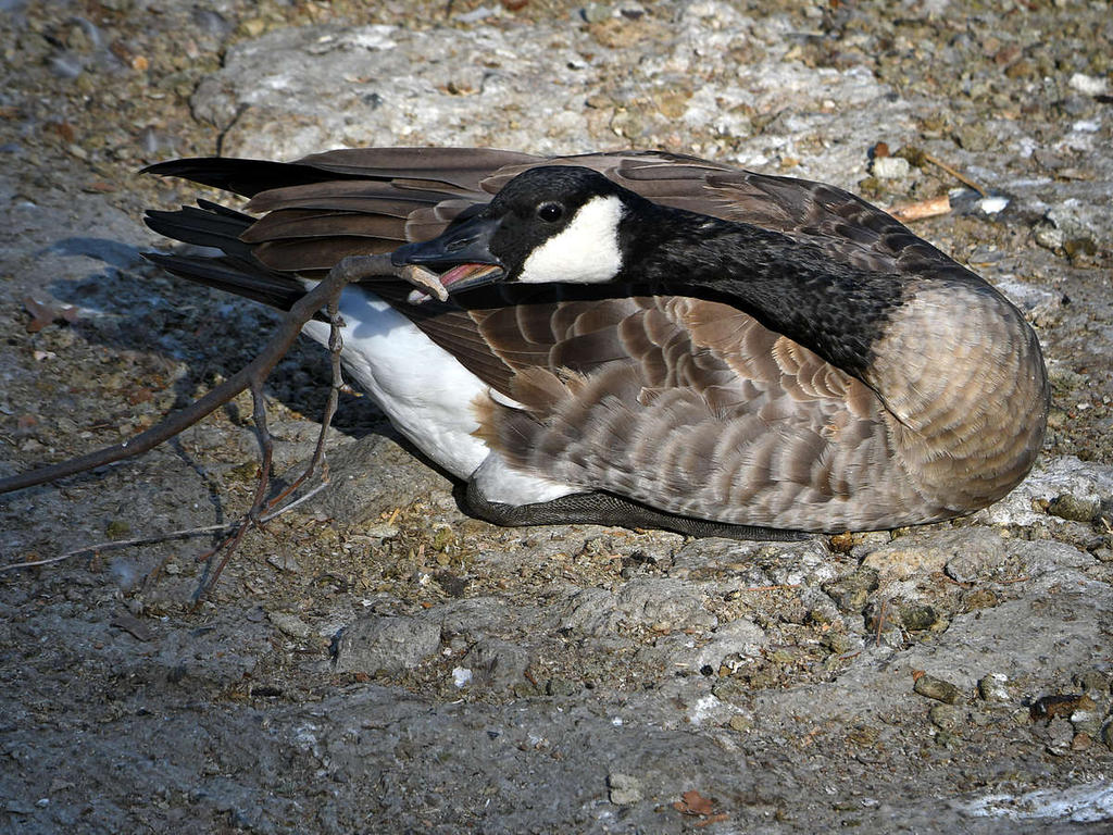 Goose_2022_09_06.jpg