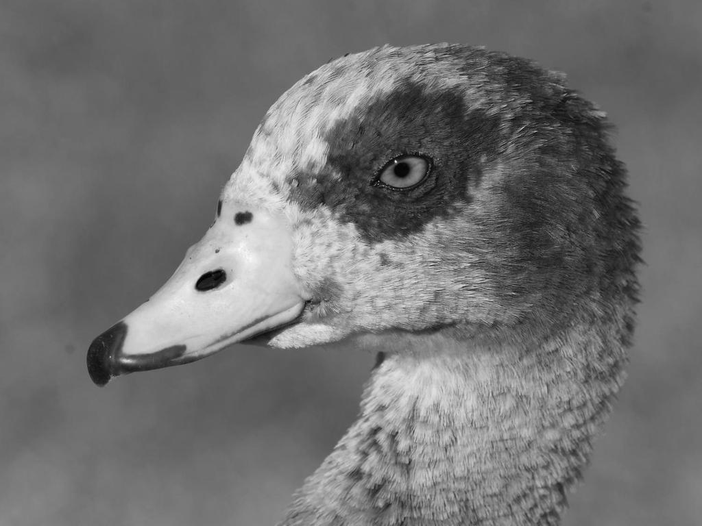 GooseBW.jpg
