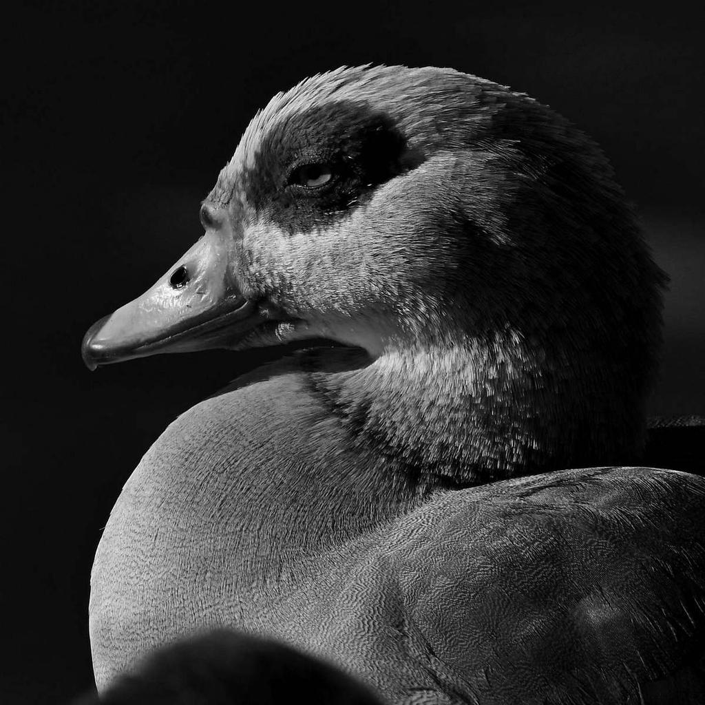 GooseBW2.jpg
