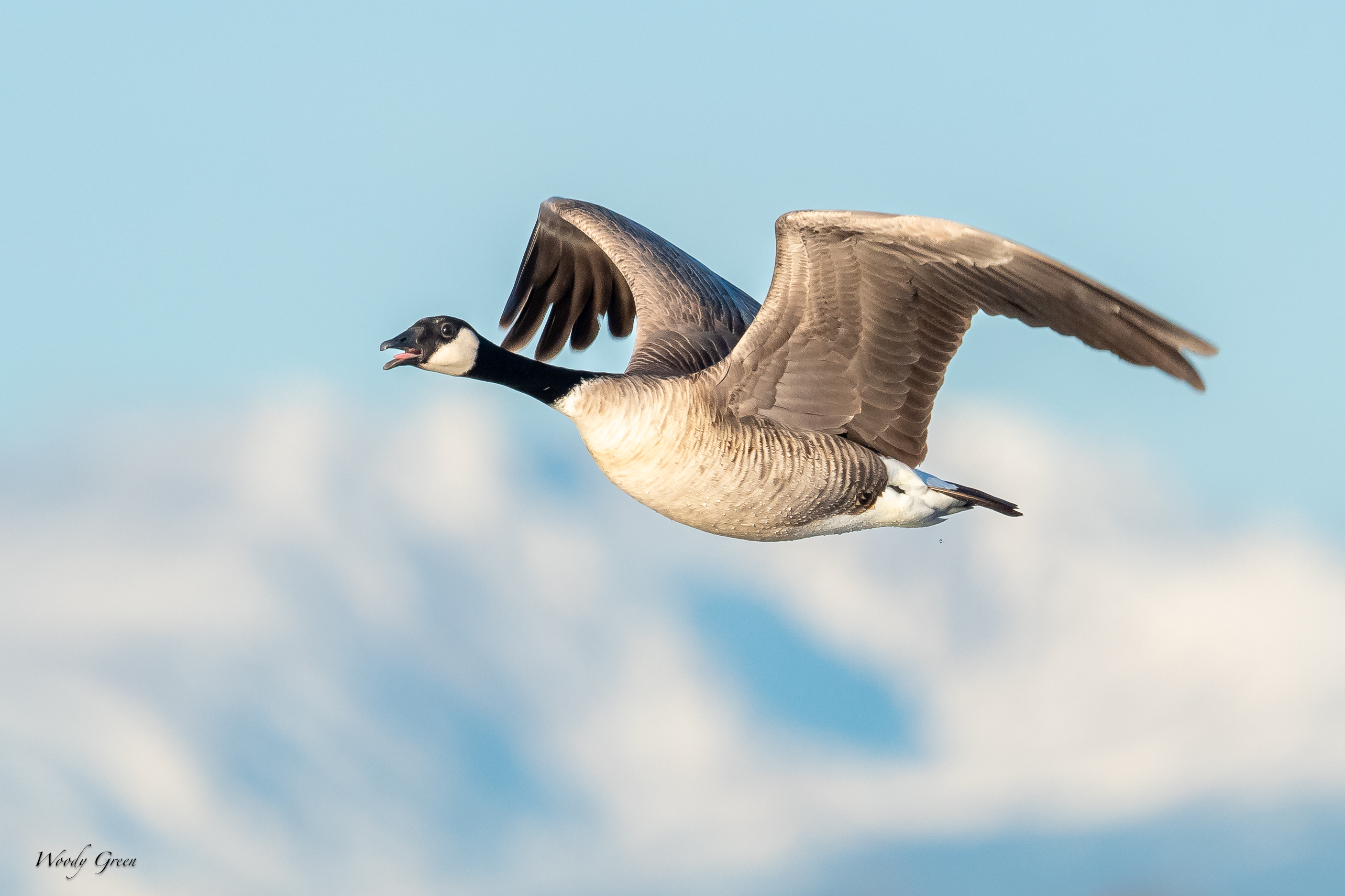 GooseFlight-170.jpg