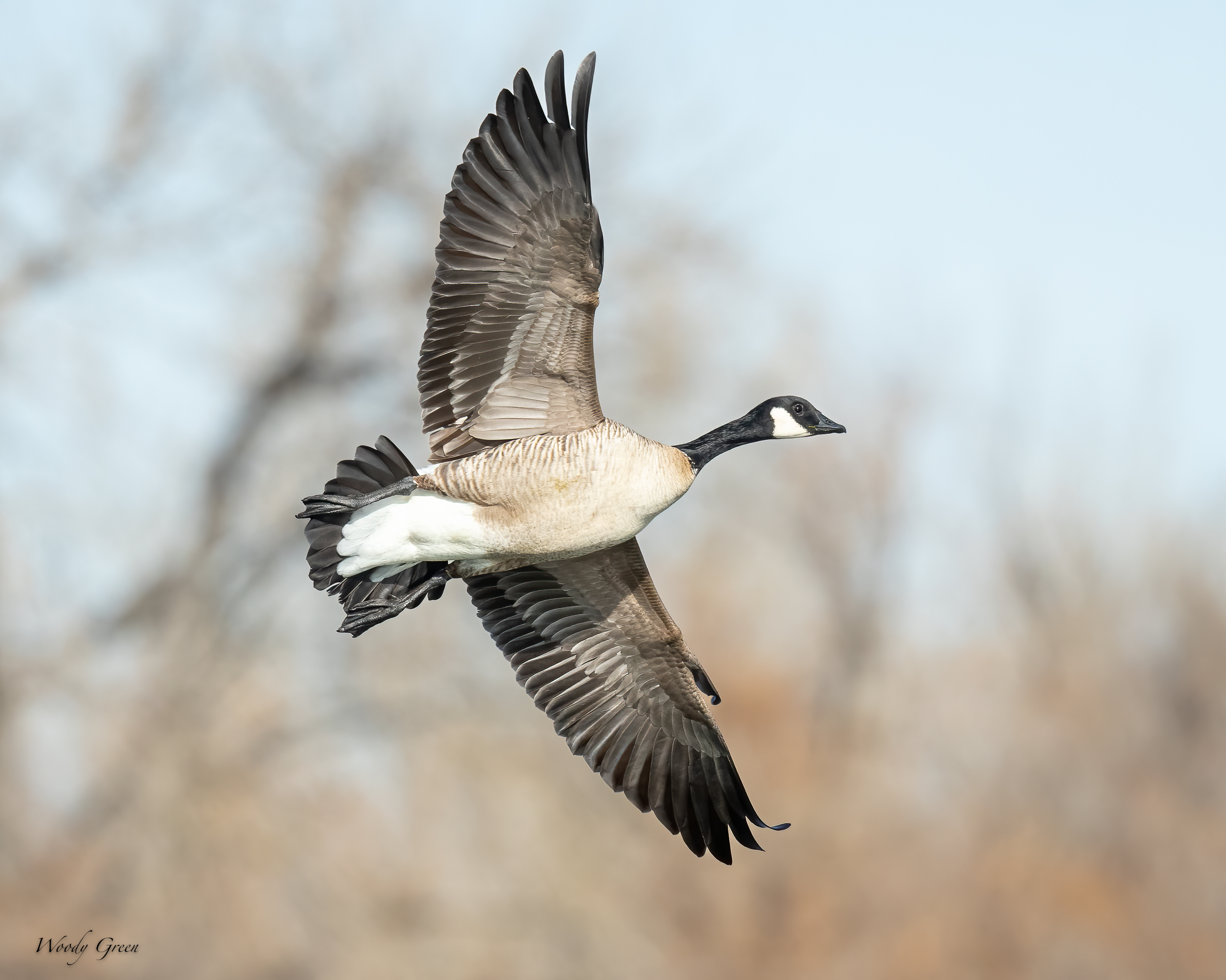 GooseFlight-518.jpg