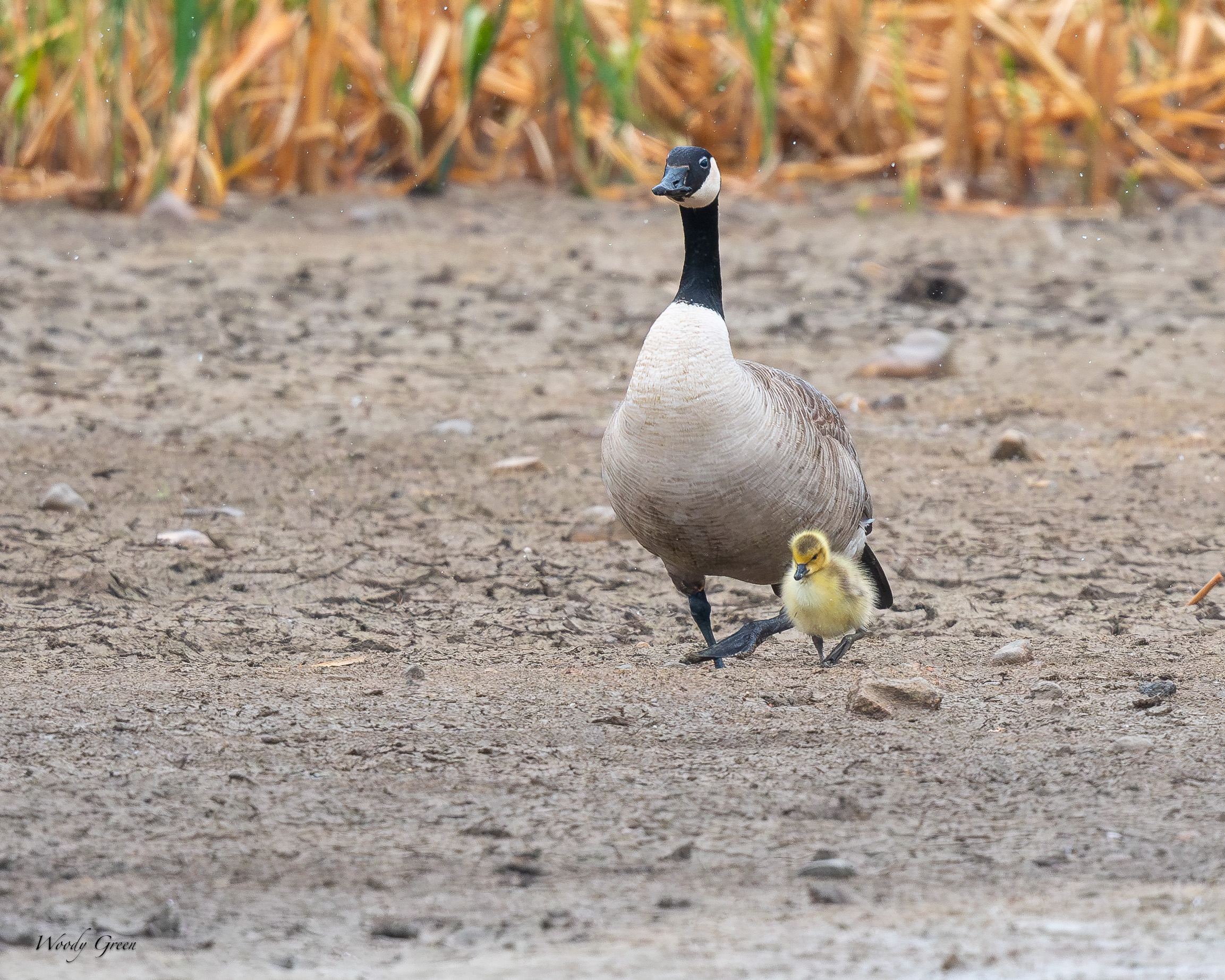 GooseGosling-636.jpg