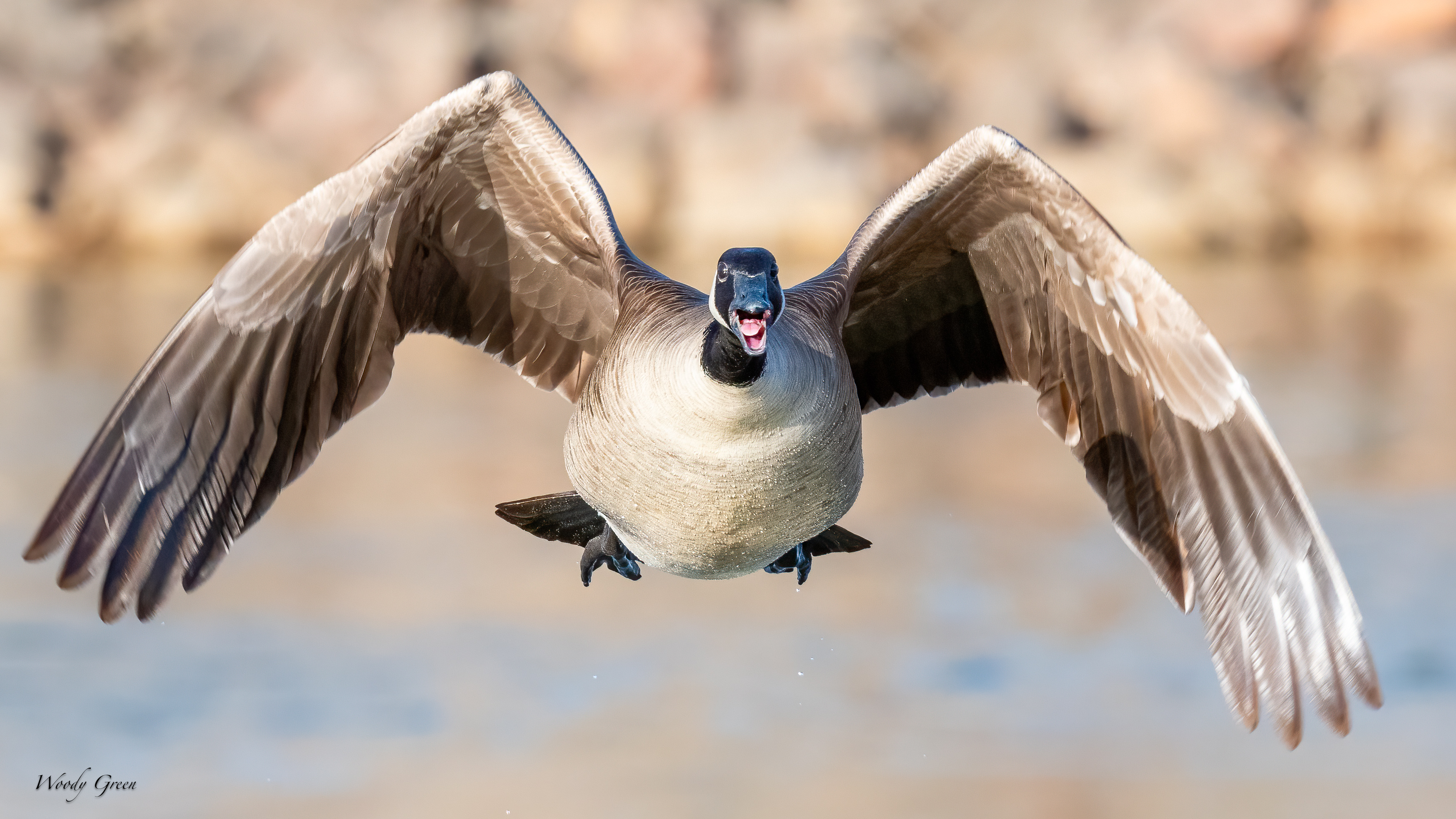 GooseHeadOn-266.jpg