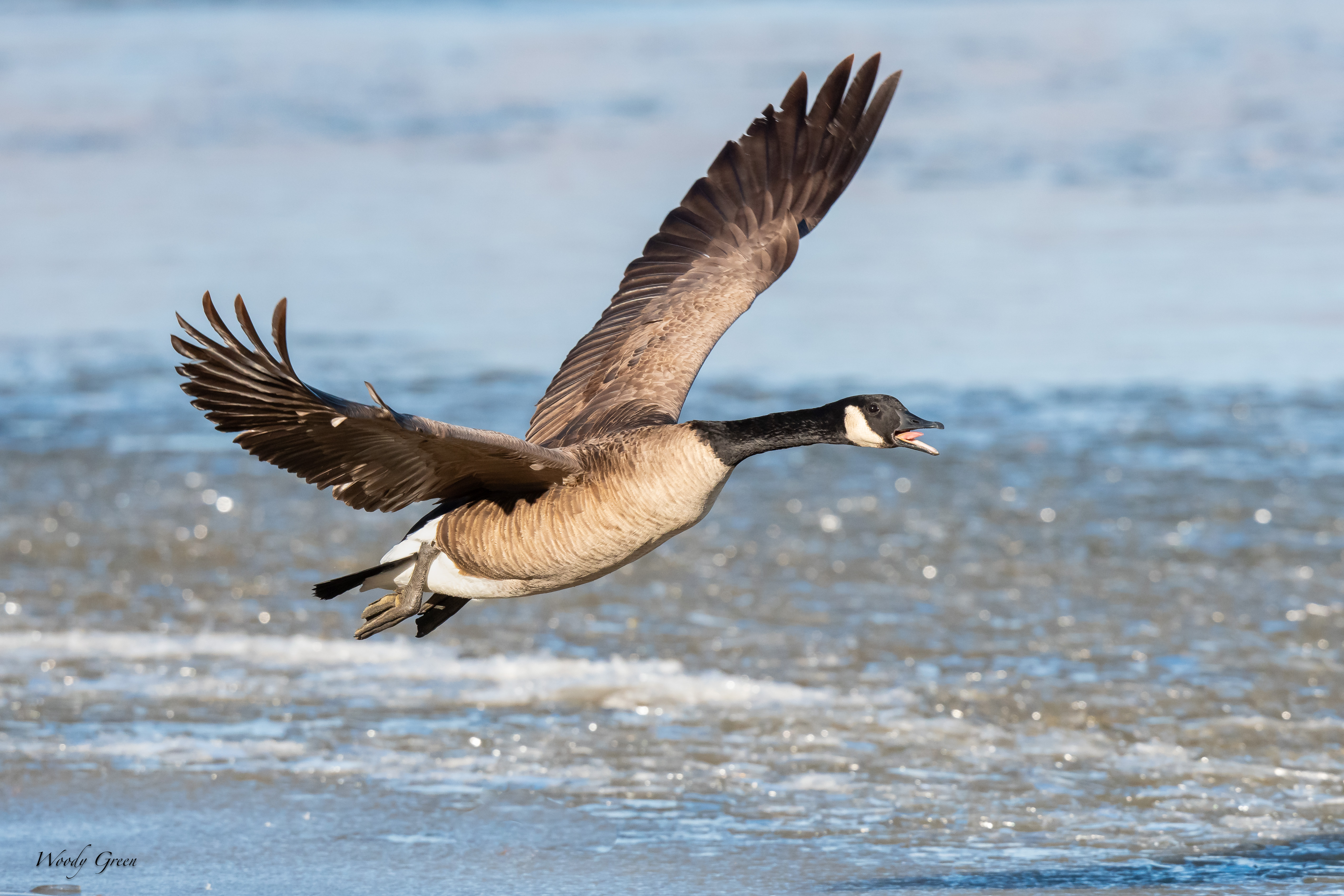 GooseIce-241.jpg