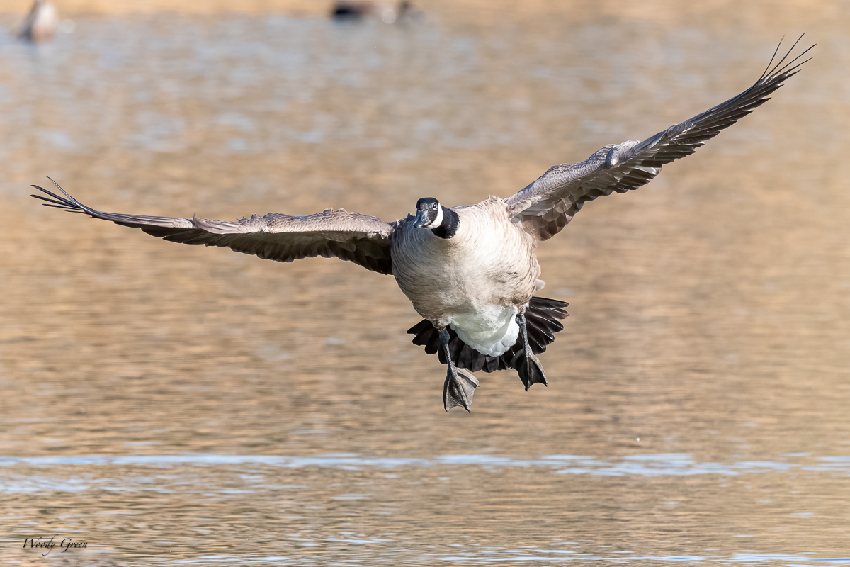 GooseLanding-201.jpg
