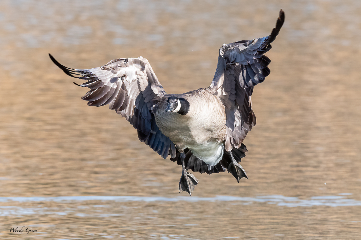 GooseLanding-202.jpg