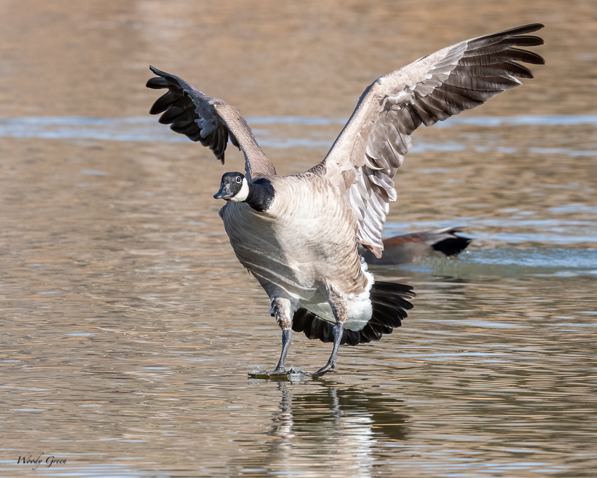 GooseLanding-203.jpg