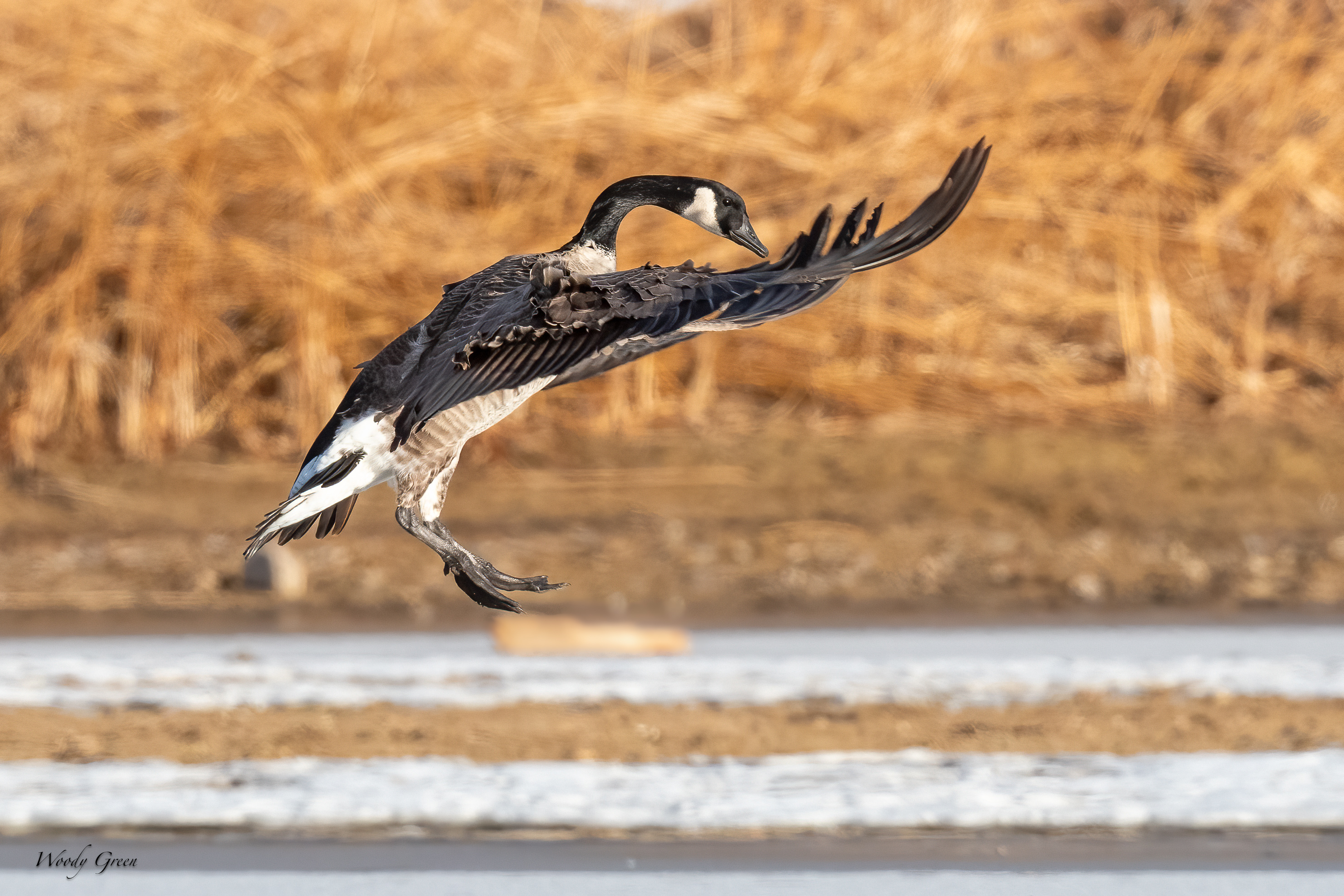 GooseLanding-232.jpg