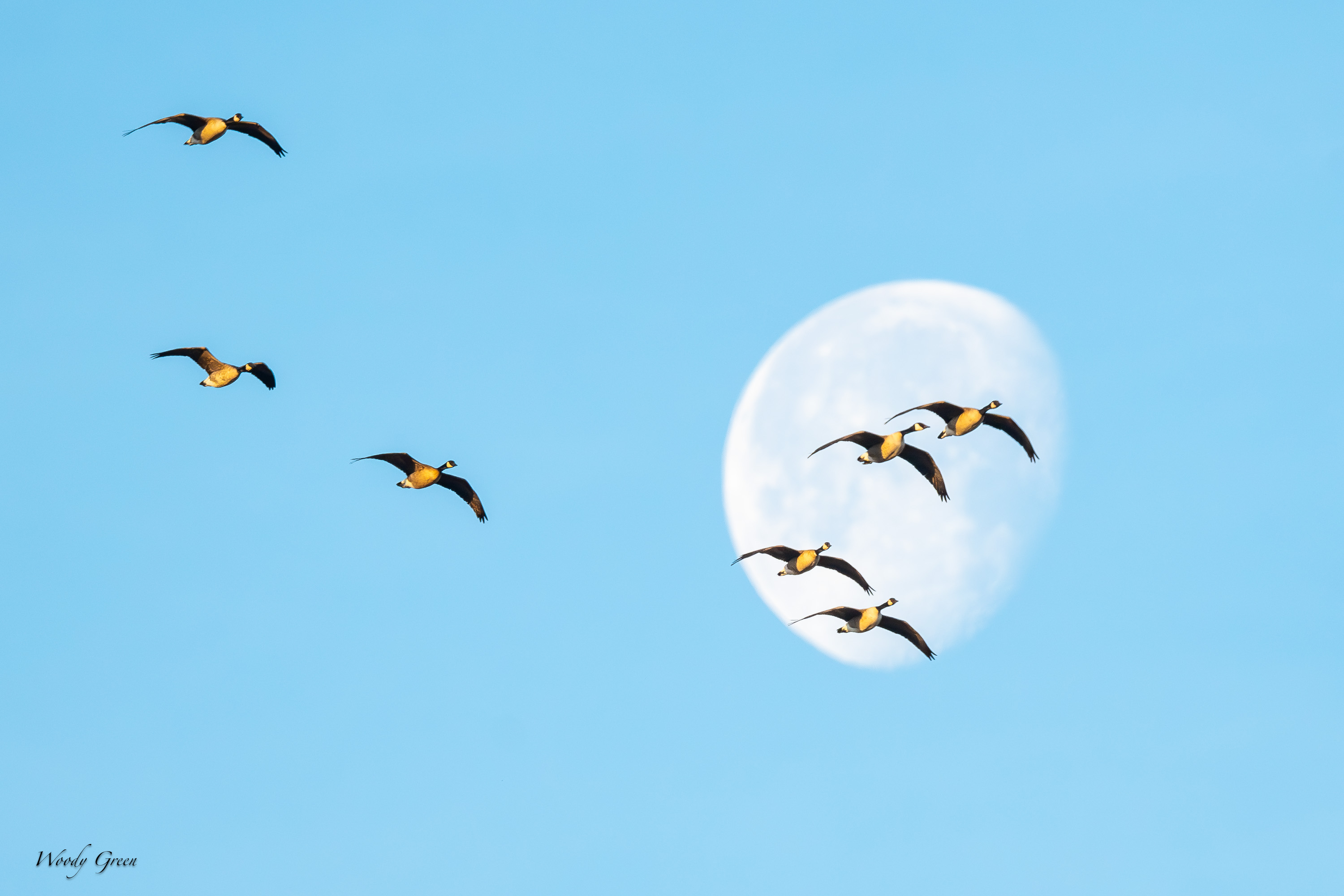 GooseMoon-542.jpg
