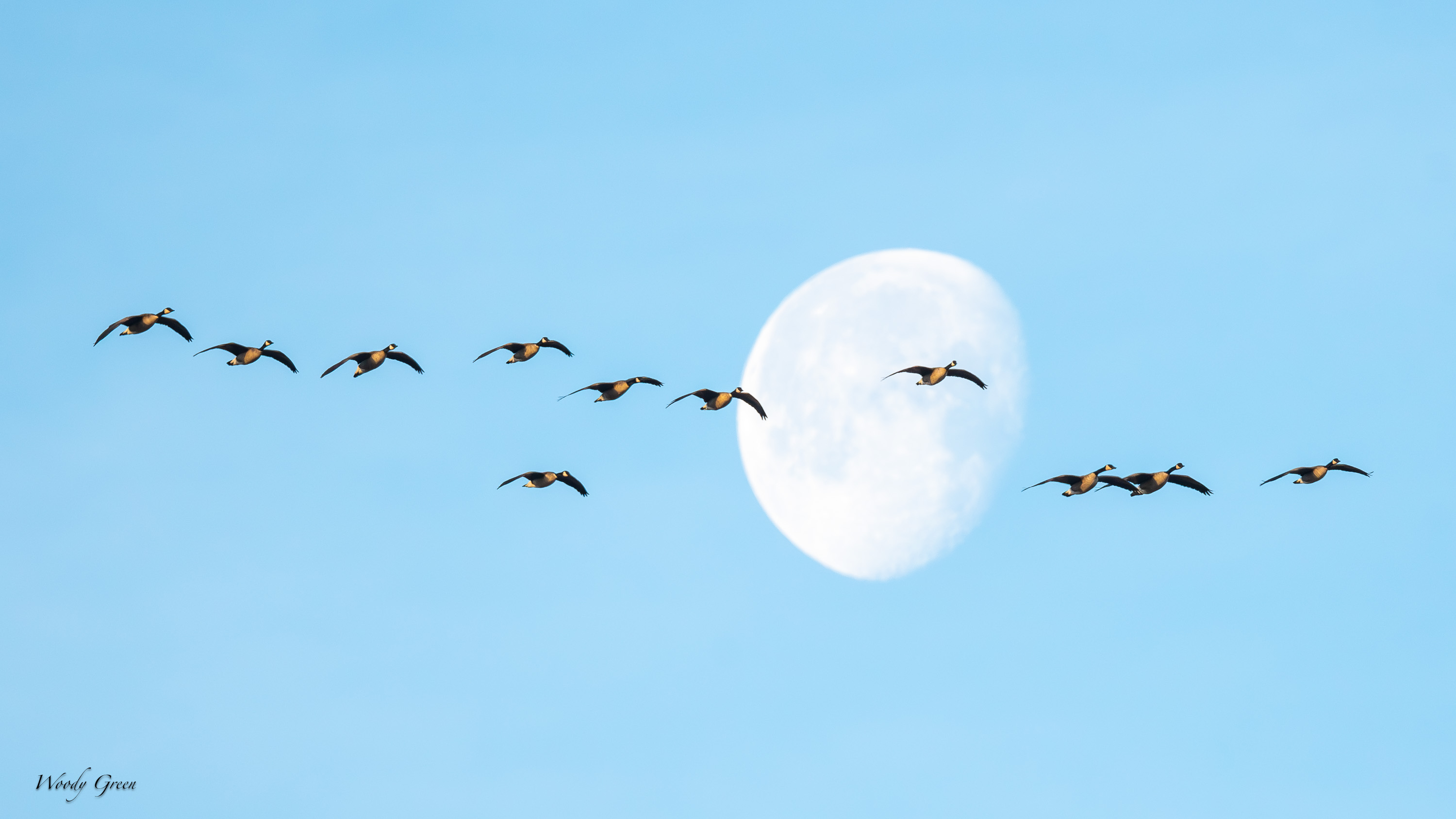 GooseMoon-543.jpg