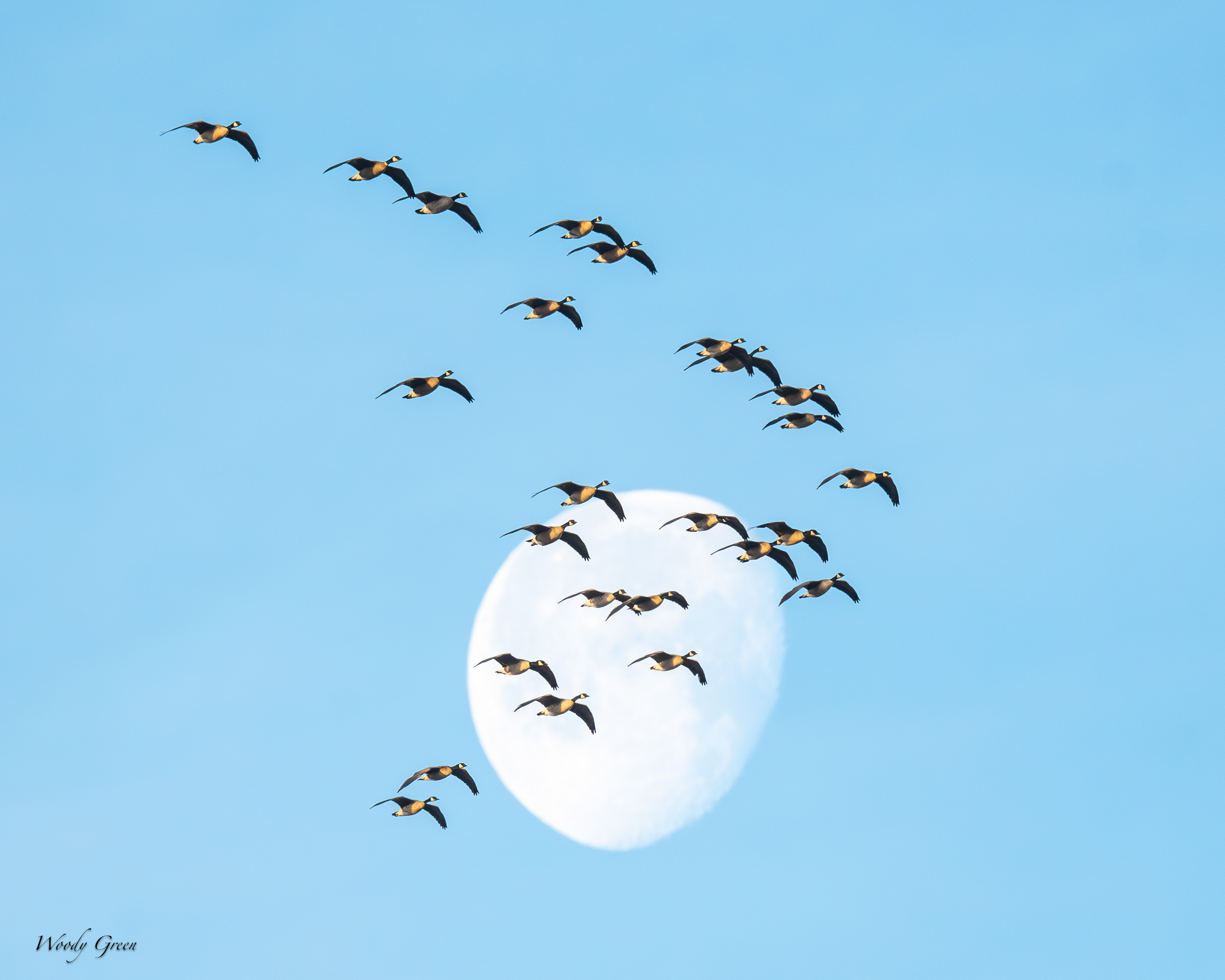 GooseMoon-544.jpg
