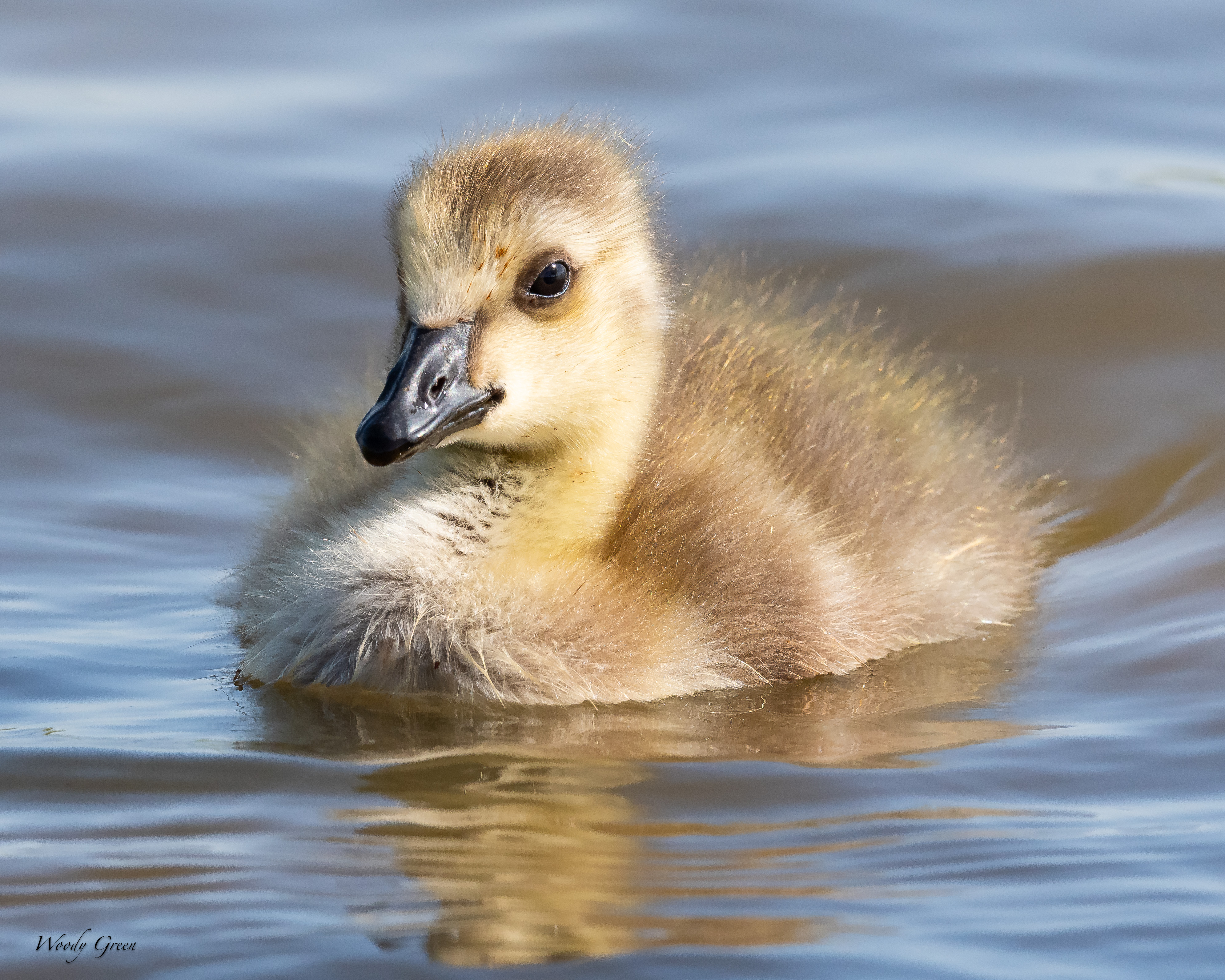 Gosling-132.jpg