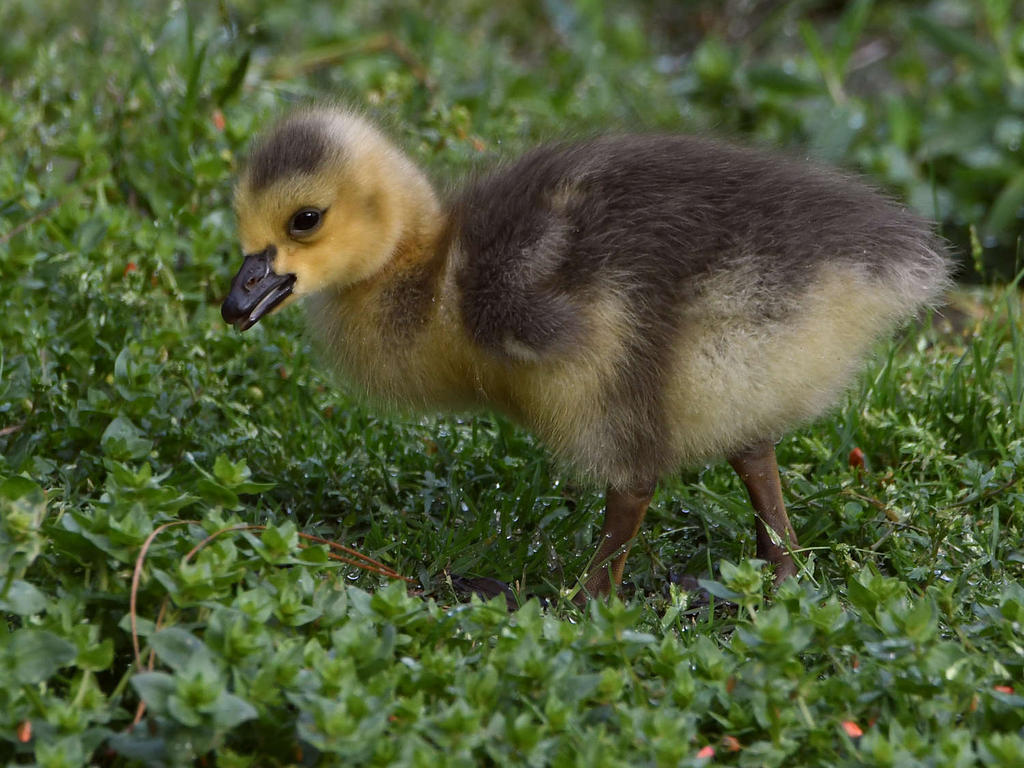 Gosling.jpg