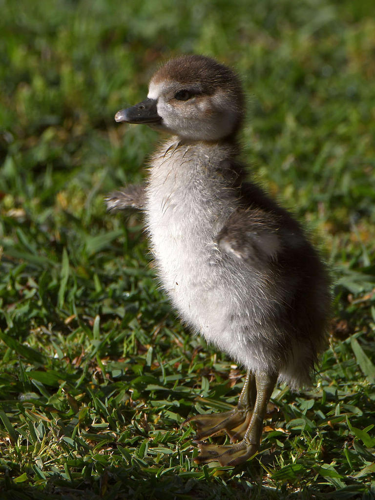 Gosling.jpg