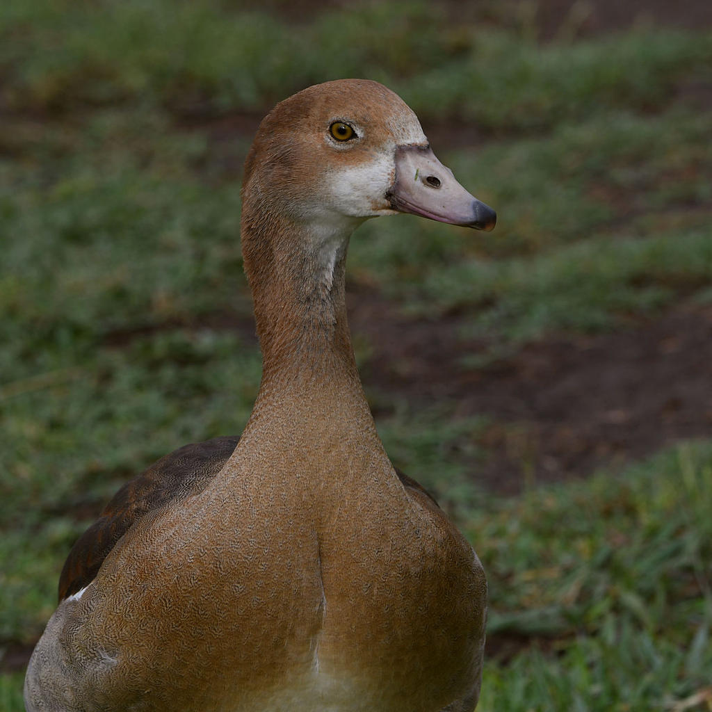 Gosling.jpg