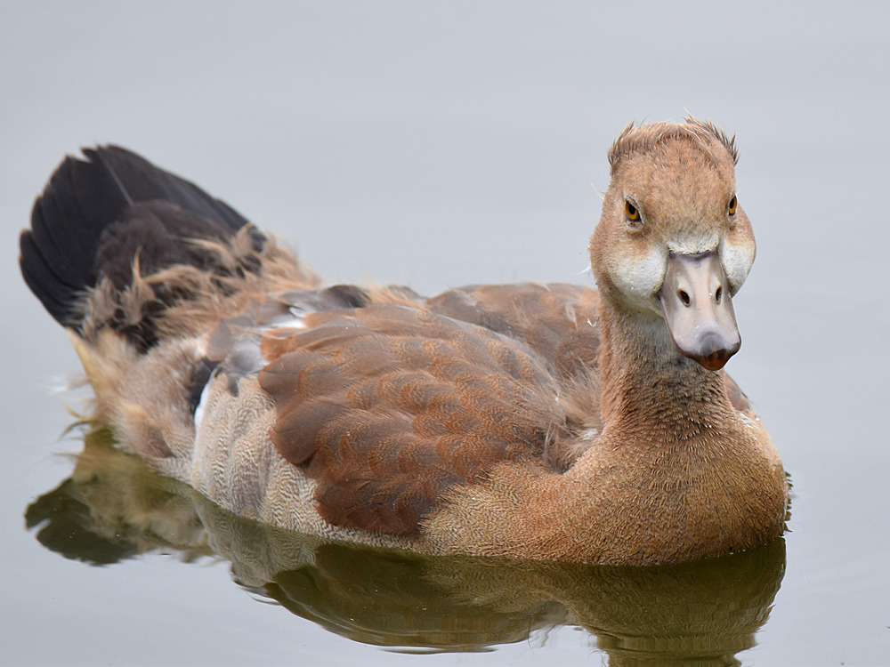 Gosling2.jpg