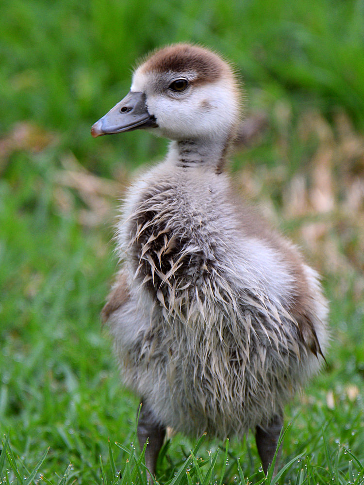 Gosling2.jpg