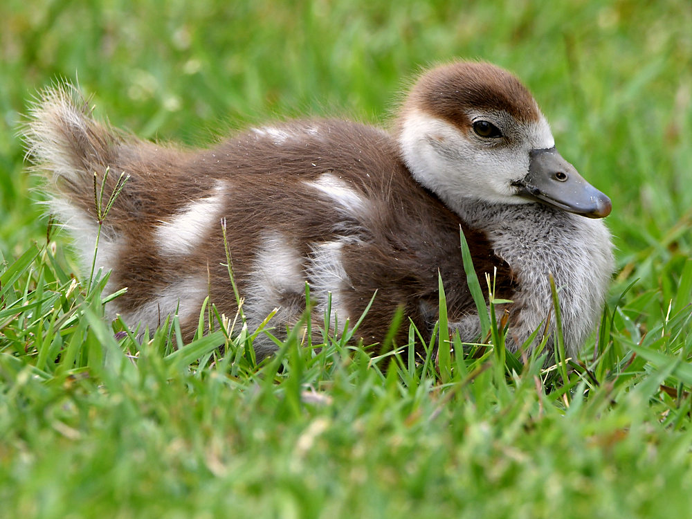 Gosling2.jpg