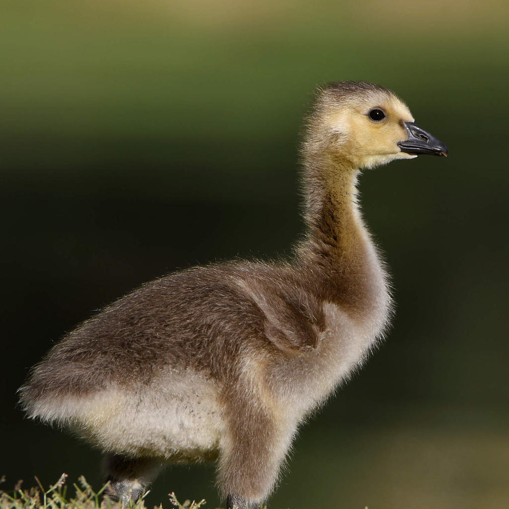 Gosling2.jpg