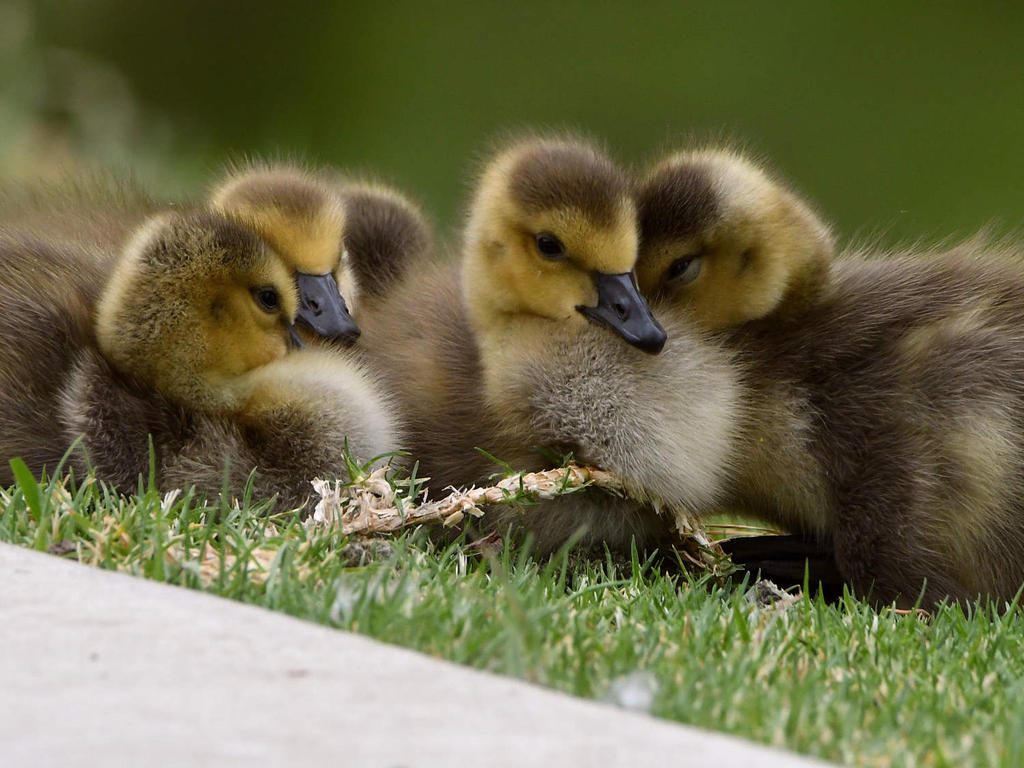 Gosling2.jpg