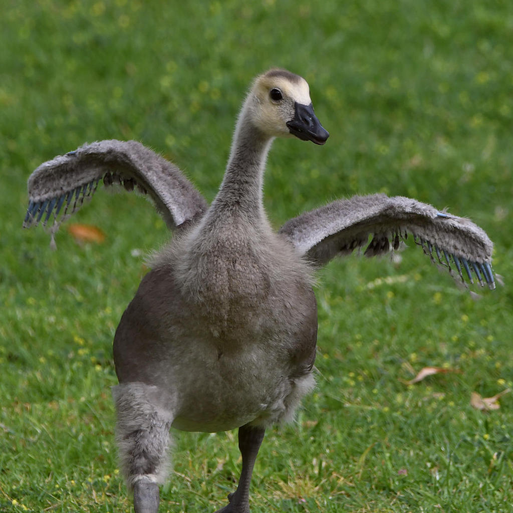 Gosling2.jpg