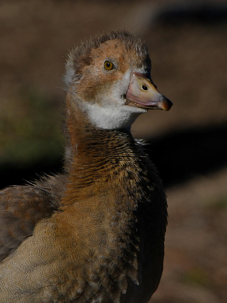 Gosling2.jpg