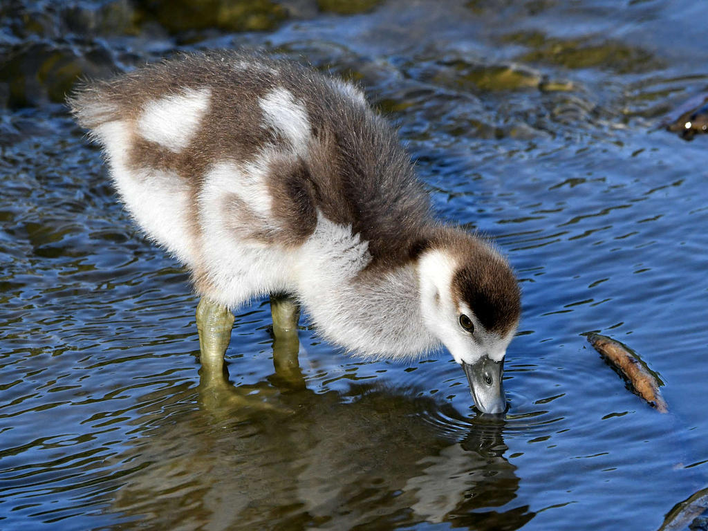 Gosling2.jpg
