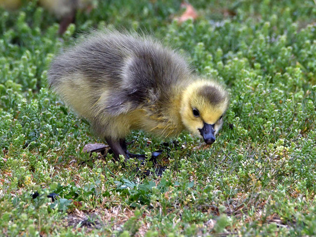 Gosling2.jpg