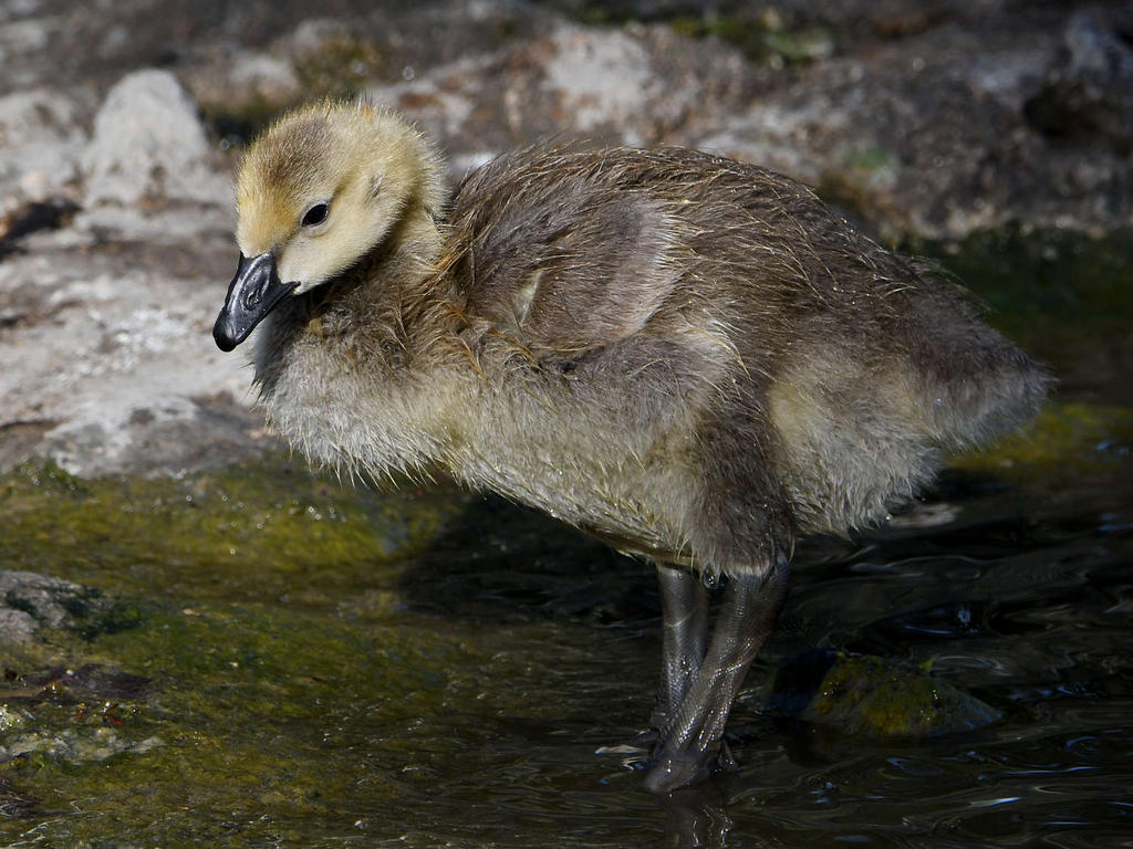 Gosling2.jpg