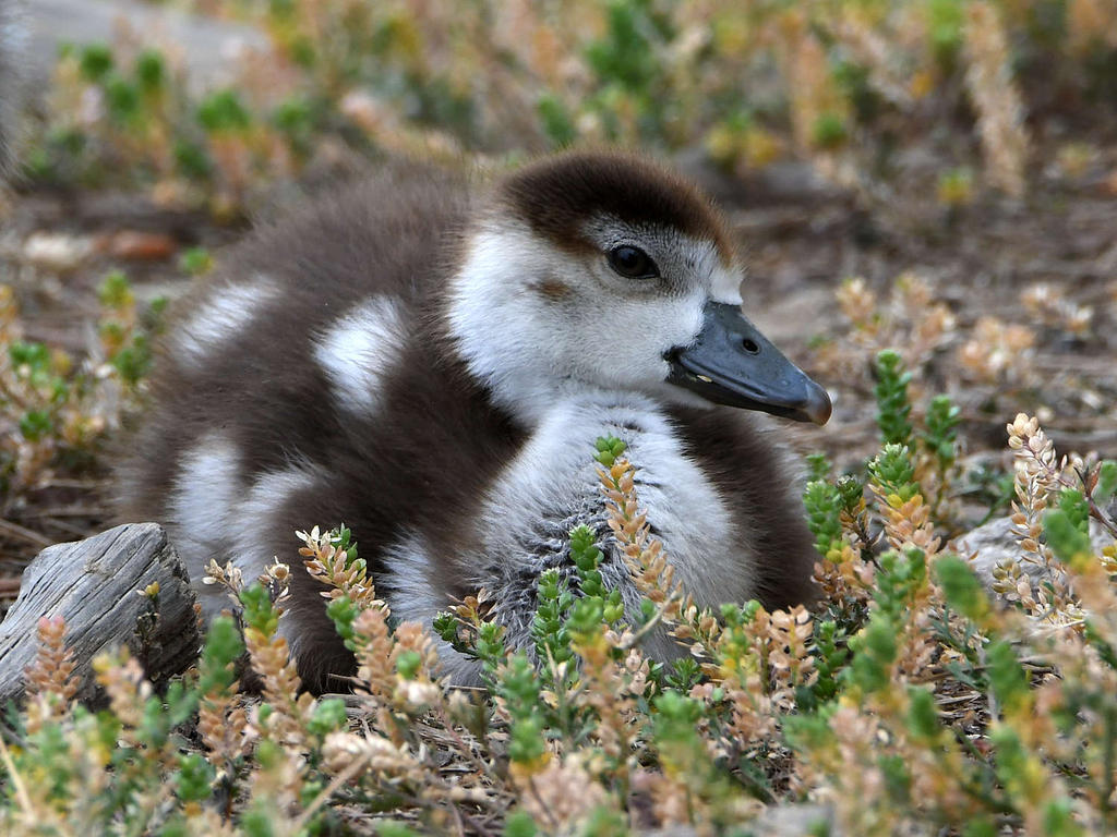 Gosling2.jpg