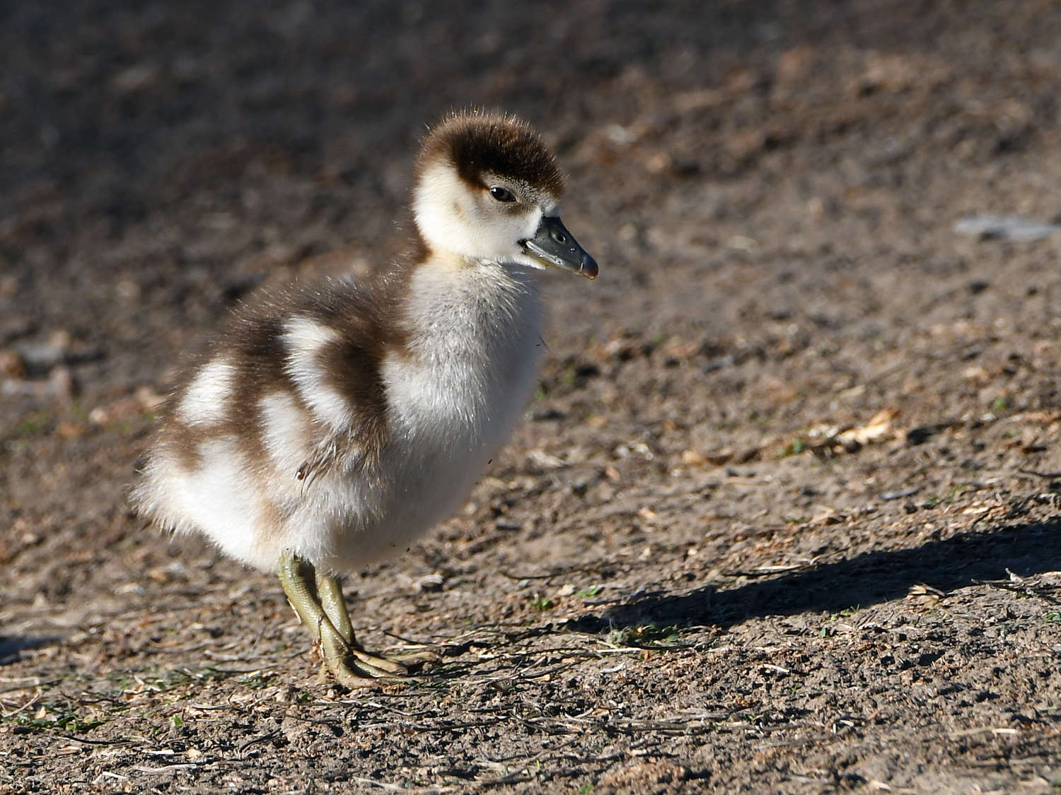 Gosling2.jpg