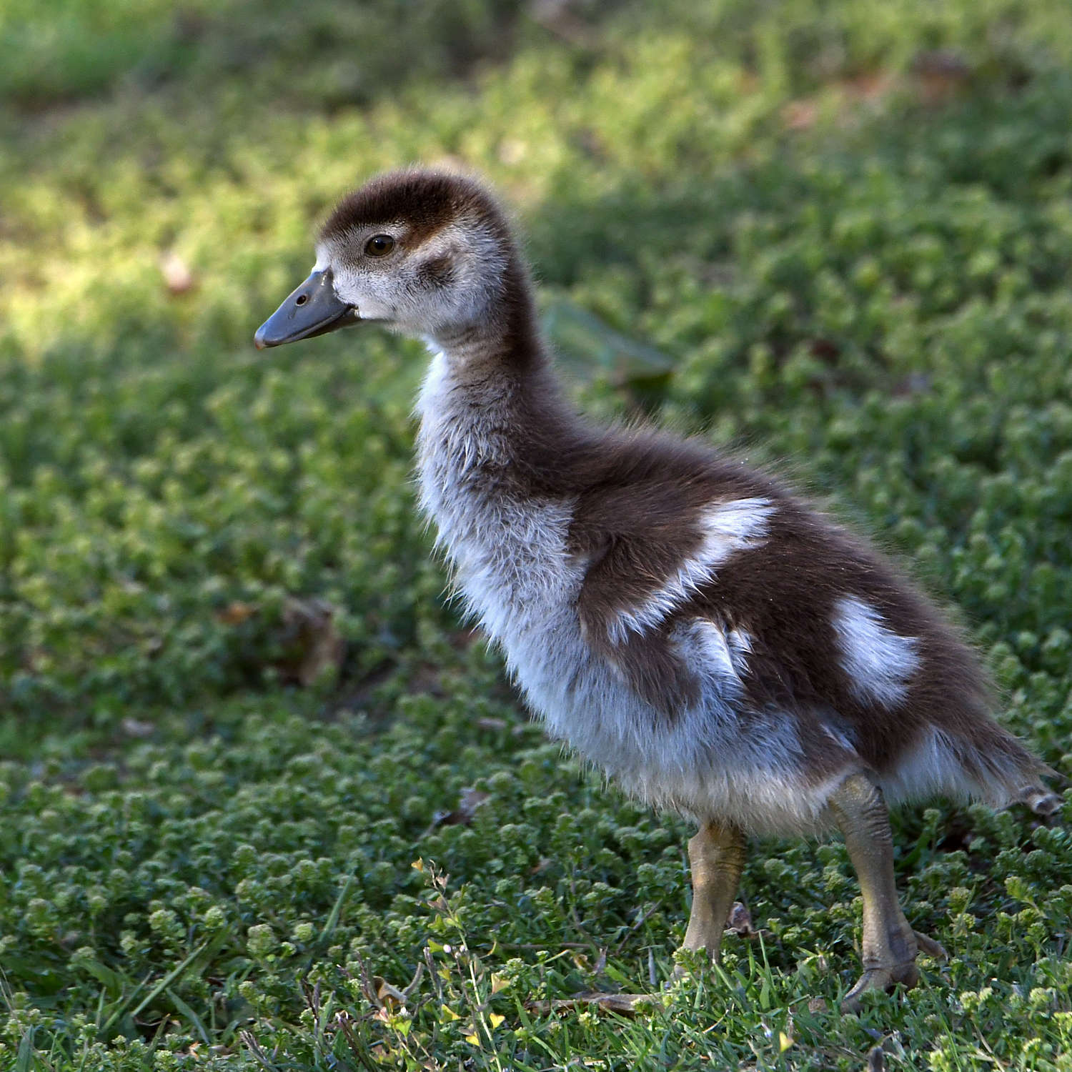 Gosling2.jpg
