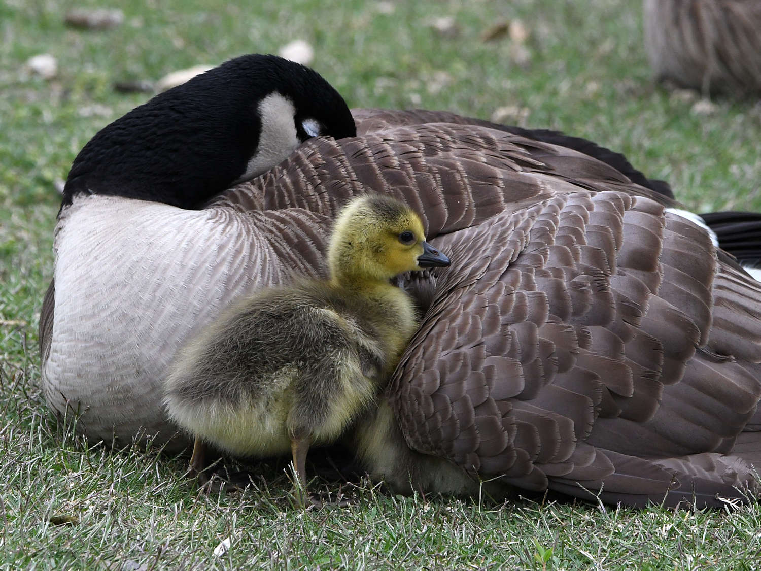 Gosling2.jpg