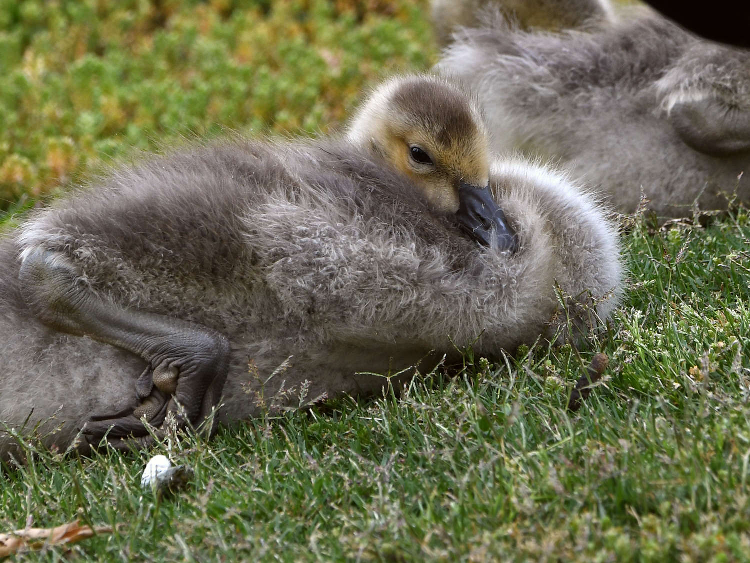 Gosling2.jpg
