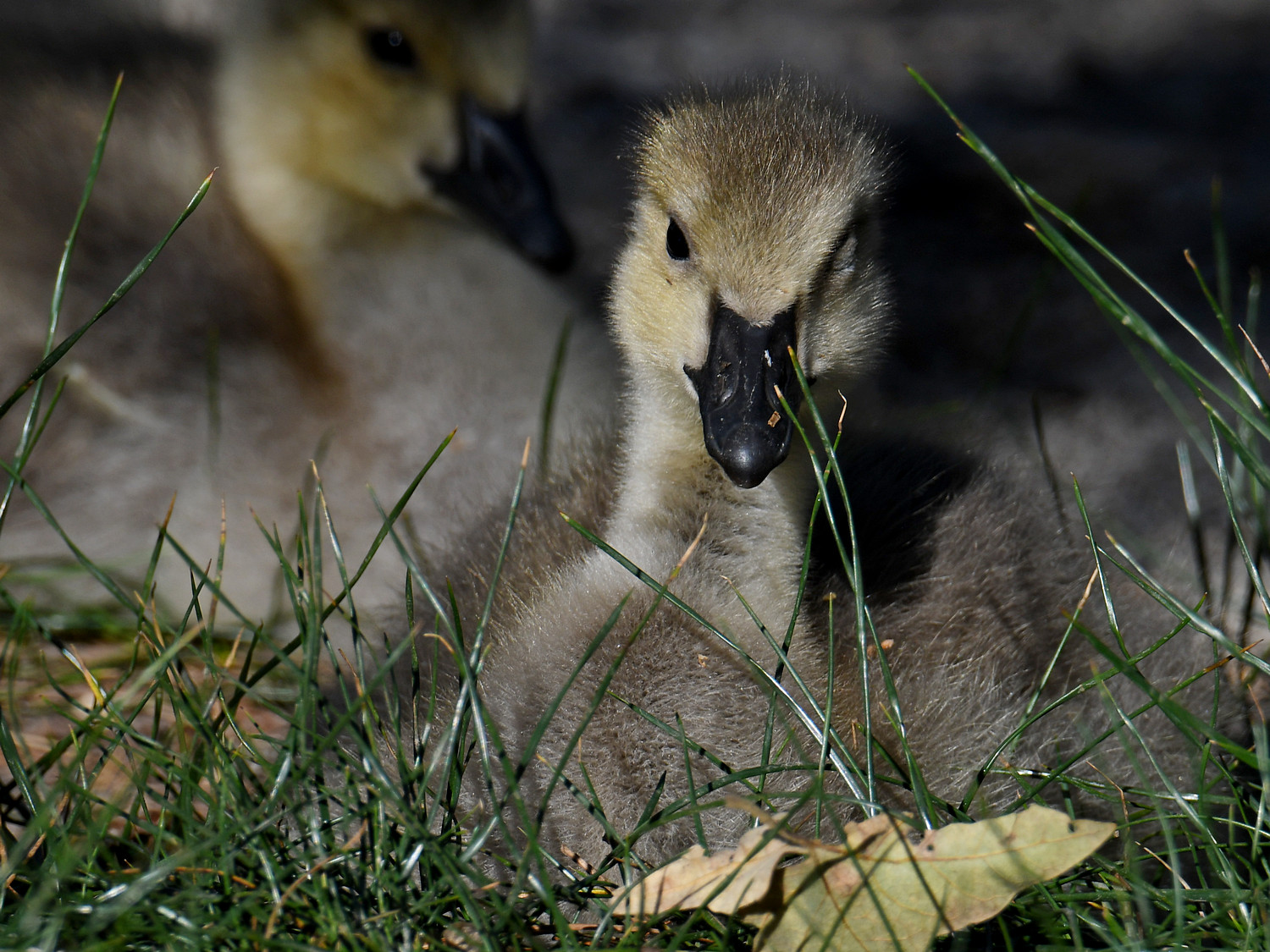 Gosling2.jpg
