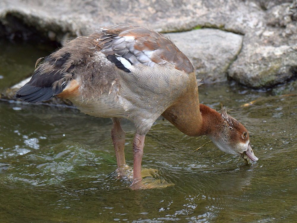 Gosling3.jpg