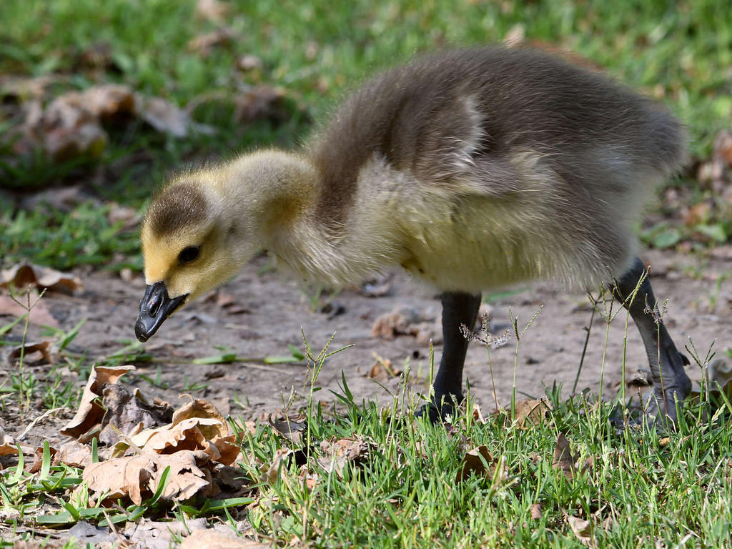 Gosling3.jpg