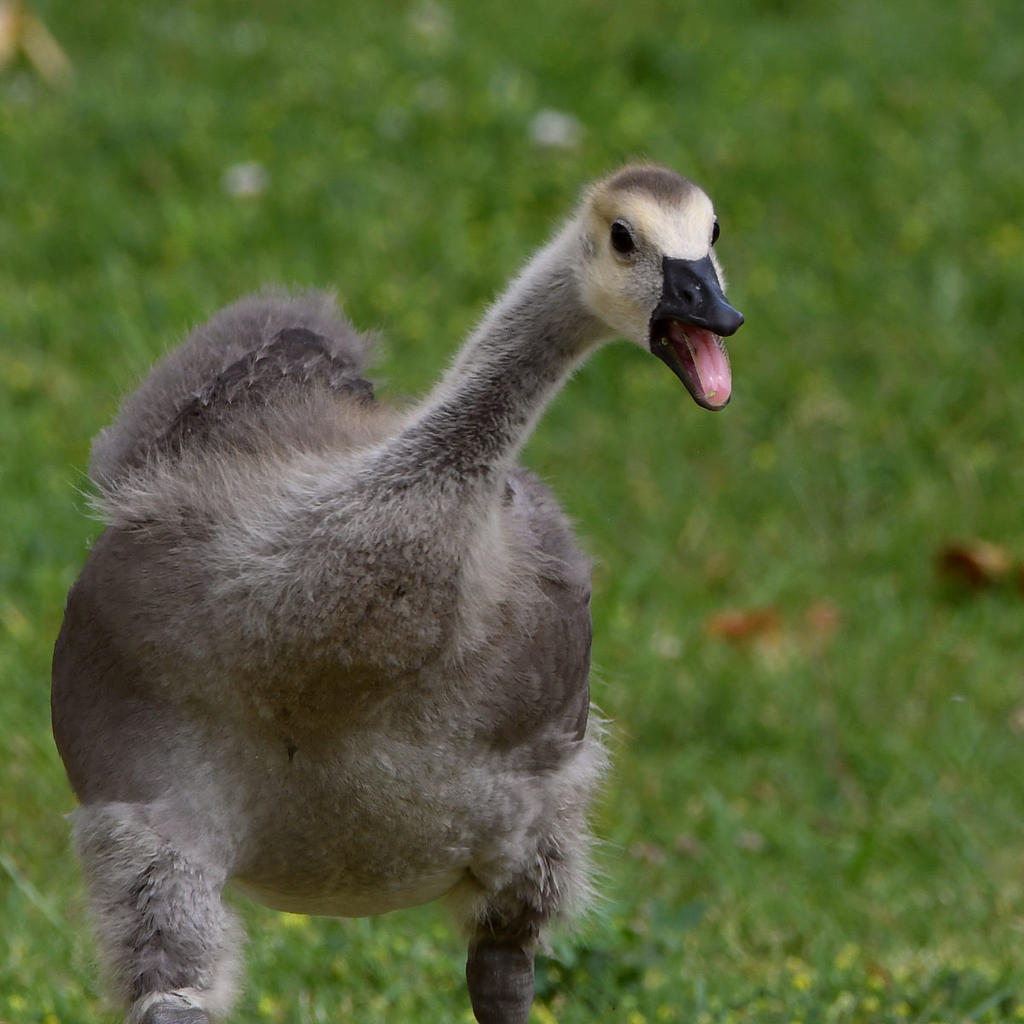 Gosling3.jpg