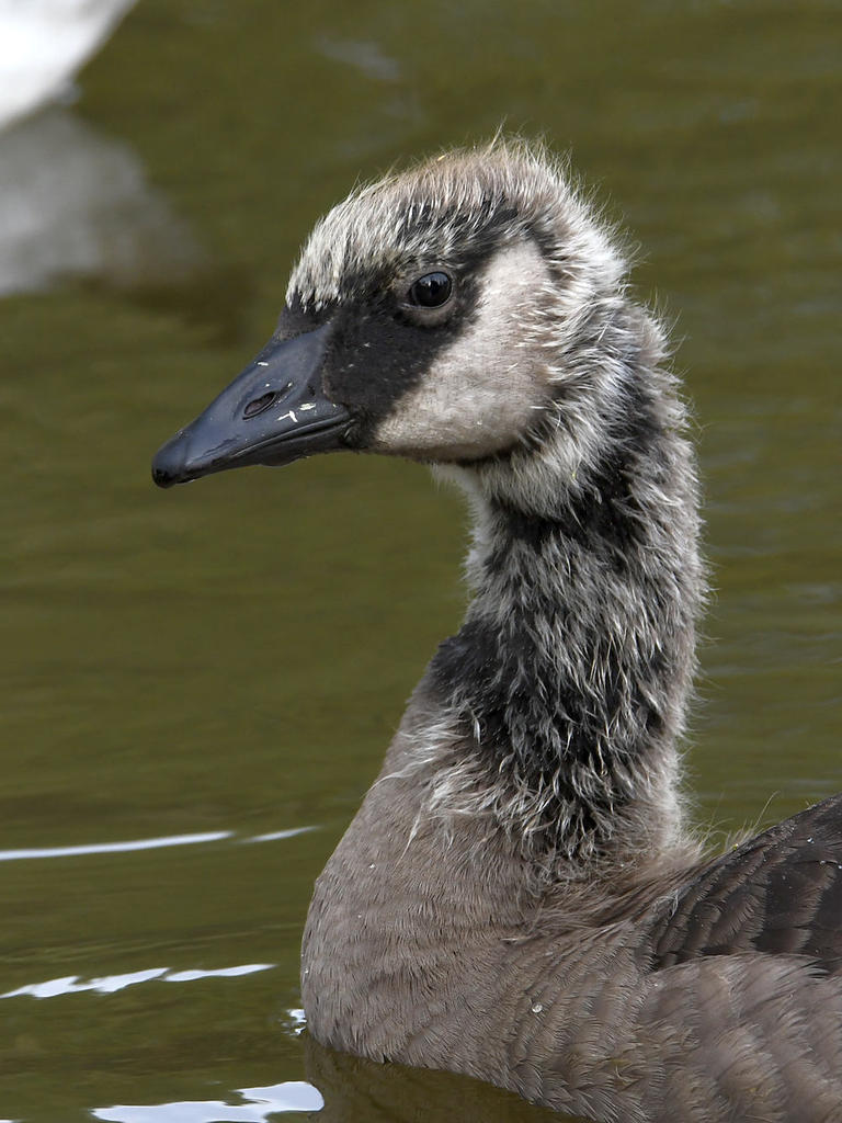 Gosling3.jpg